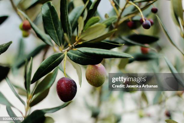 close-up of olives growing on branch - rama de olivo fotografías e imágenes de stock