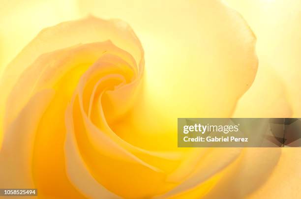 a macro closeup of a rose flower - southwest design stock pictures, royalty-free photos & images