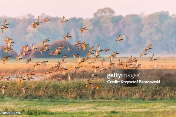 the greylag goose - graugans stock-fotos und bilder