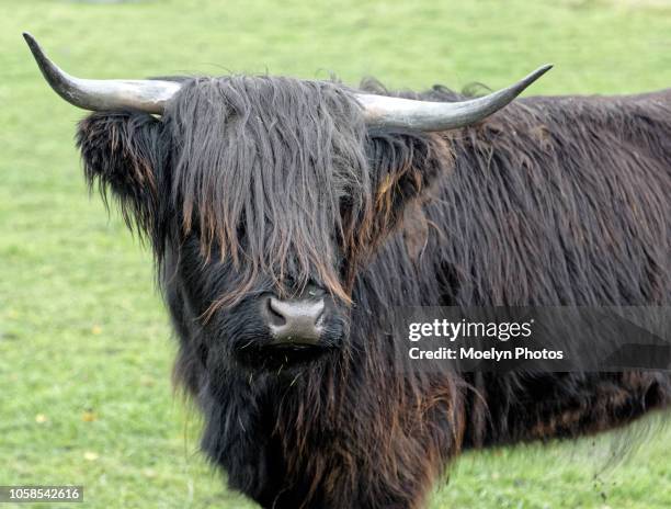 highland cattle looking - coo stock pictures, royalty-free photos & images