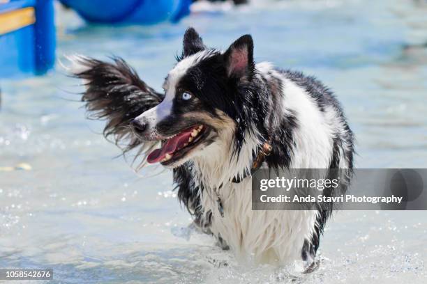 australian shepherd in swimming pool - australian shepherd herding stock-fotos und bilder