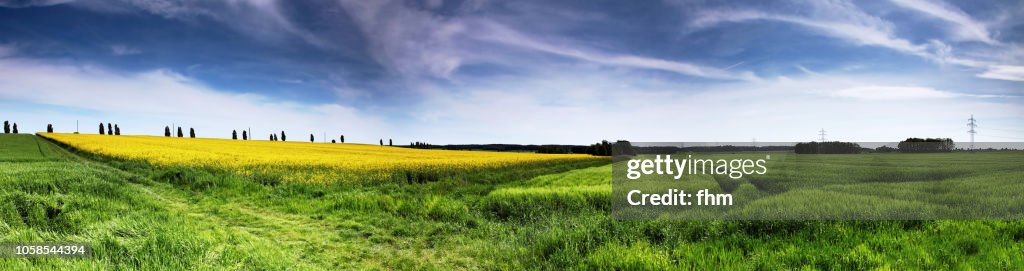 Summer landscape panorama (Brandenburg/ Germany)