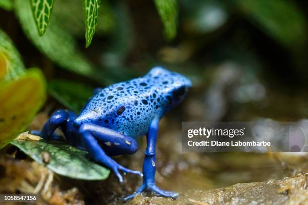 macro photograph of a beautiful blue poison frog. - poison dart frog stock pictures, royalty-free photos & images