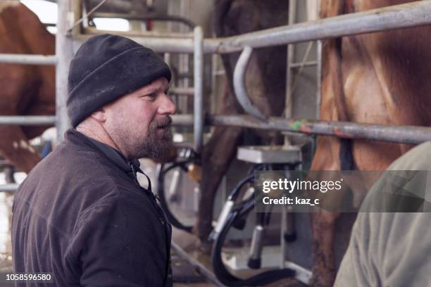 male dairy farmer at work in the milking shed - dairy farmer stock pictures, royalty-free photos & images