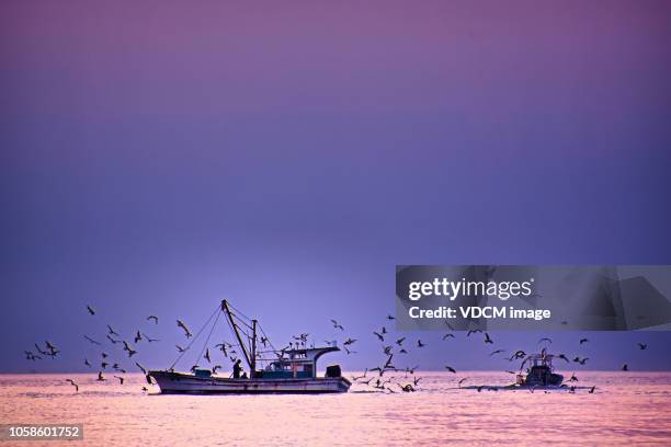 gaviotas y barcos de pesca de vd702 - barco pesquero fotografías e imágenes de stock