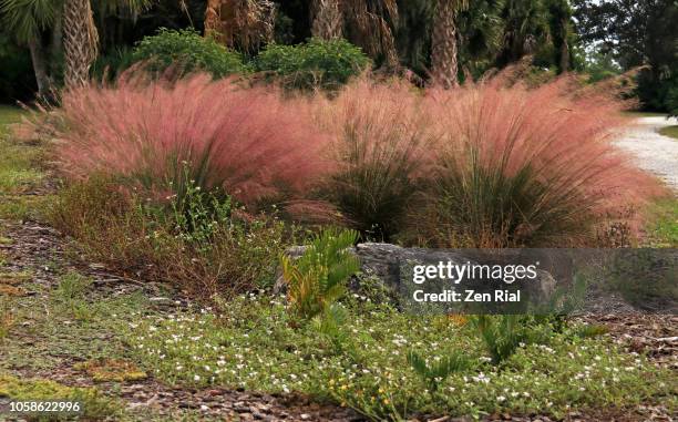 pink muhly ornamental grasses growing in clumps - gulf coast states stock pictures, royalty-free photos & images