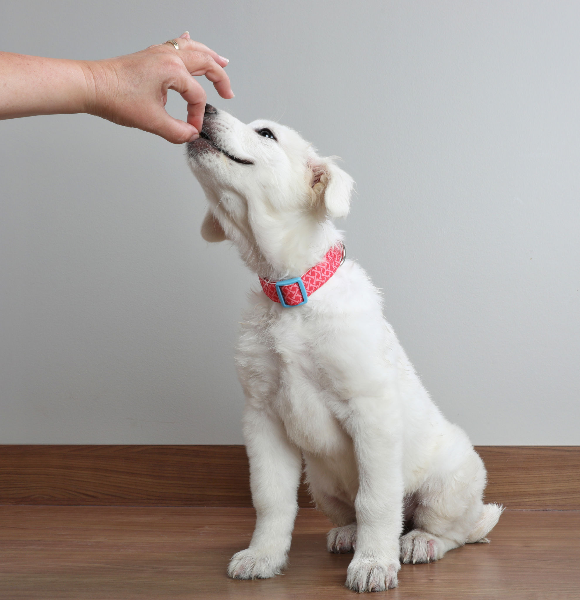 puppy training patience