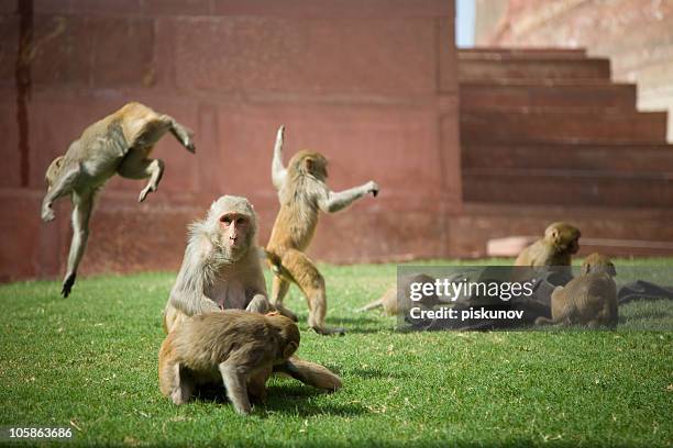 grupo de monos, sagradas de la india, criatura, descarga mejora su carma. - zoo fotografías e imágenes de stock