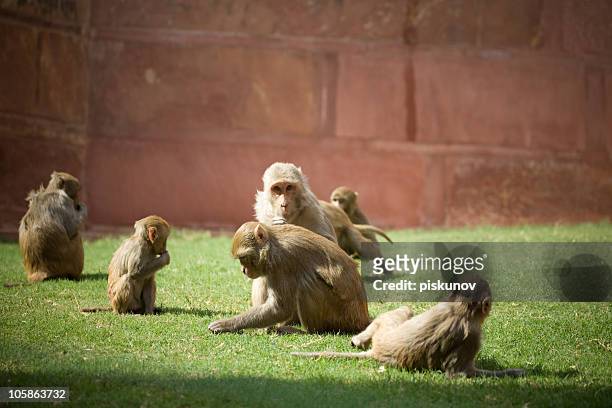monkey family - gibbon stock pictures, royalty-free photos & images