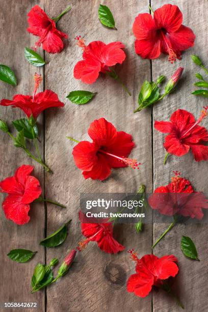 flat lay view of hibiscus flowers. - eibisch tropische blume stock-fotos und bilder