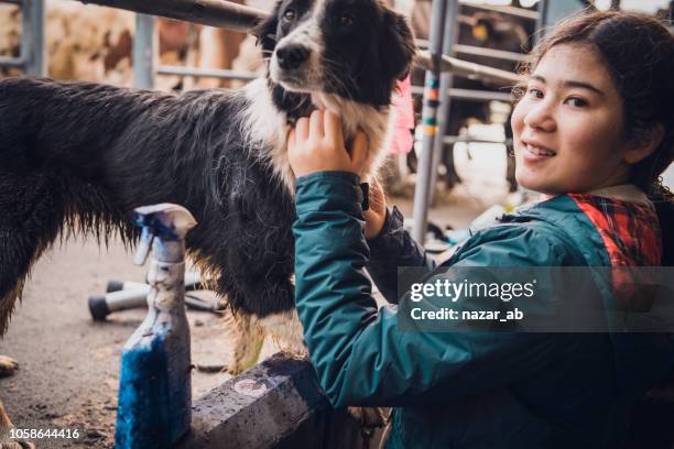 girl at dairy farm playing with dog. - new zealand farmer stock pictures, royalty-free photos & images