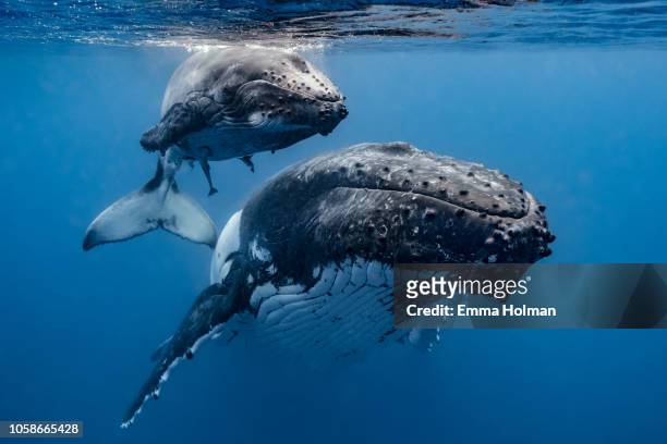 mother and calf humpback whales approaching - humpback stockfoto's en -beelden