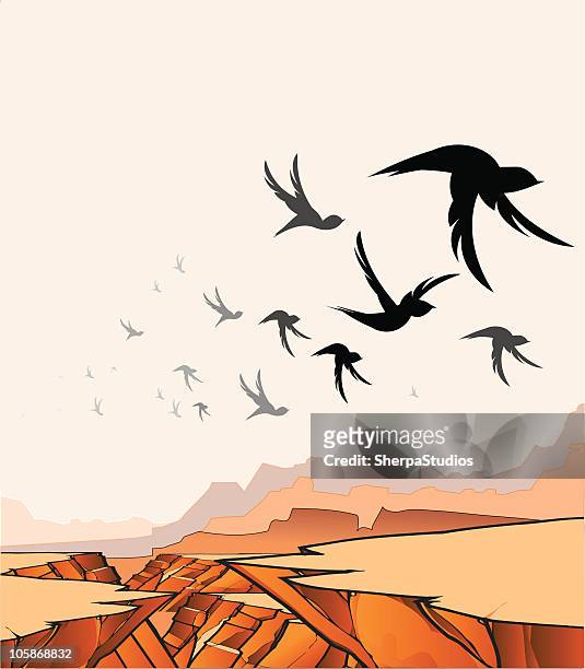 birds over canyon - aerial desert stock illustrations