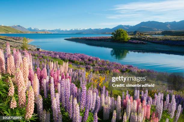 the lupins of lake tekapo - lake tekapo new zealand stock pictures, royalty-free photos & images