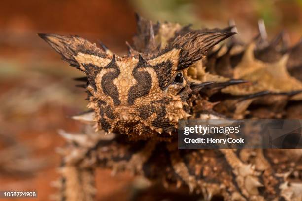 thorny devil (moloch horridus) - diabo espinhoso imagens e fotografias de stock