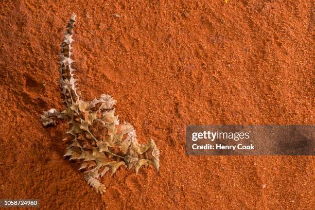 thorny devil (moloch horridus) - diabo espinhoso imagens e fotografias de stock