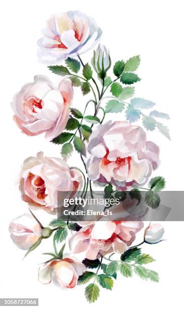 flowers of a rose on a white background. watercolor - rose petals stock illustrations