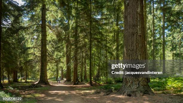 very tall trees in a forest in the new forest nature reserve, south england, united kingdom - new forest stock pictures, royalty-free photos & images