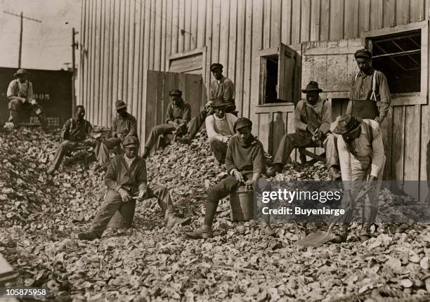 Oyster shuckers at Apalachicola, Florida, 1909 This work is carried on by many young boys during busy seasons. This is a dull year so only a few...