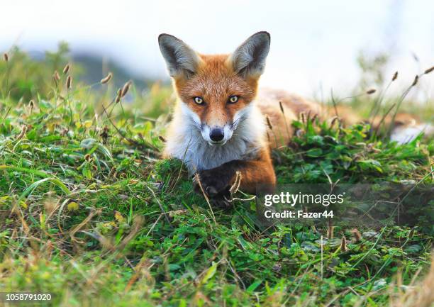 beautiful fox - fox foto e immagini stock