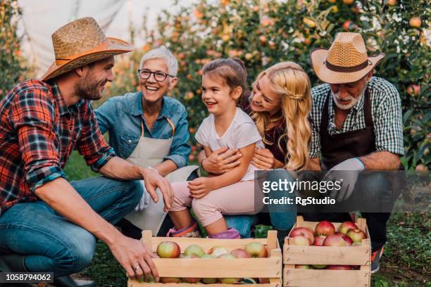 happy multi-generation family at plantation of apples - orchard stock pictures, royalty-free photos & images