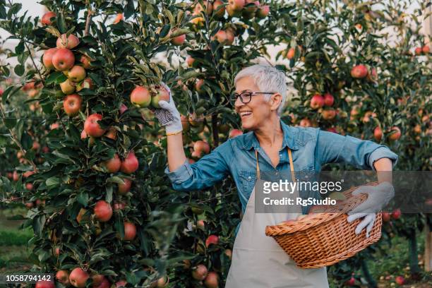 senior woman picking apples - senior women gardening stock pictures, royalty-free photos & images