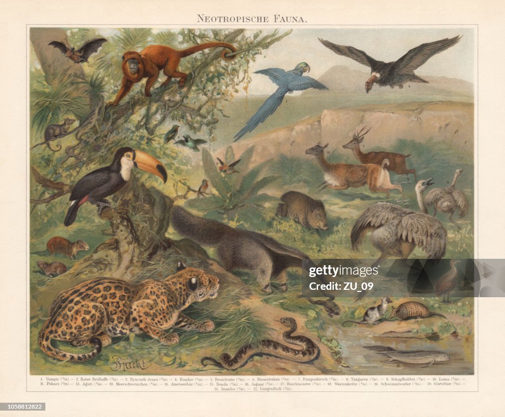 Neotropical realm (wildlife of Central and South America), published 1897