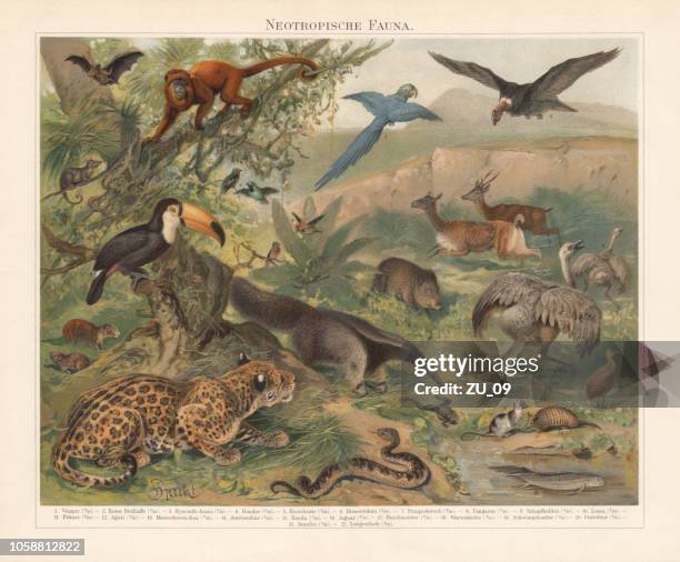 neotropical realm (wildlife of central and south america), published 1897 - mammal stock illustrations