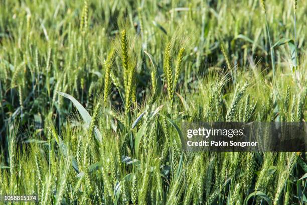 barley on sunshine day at danba village - barley stock pictures, royalty-free photos & images