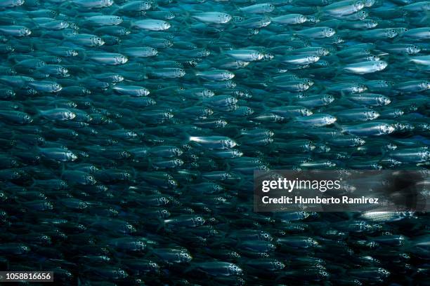 Herring School Photos and Premium High Res Pictures - Getty Images