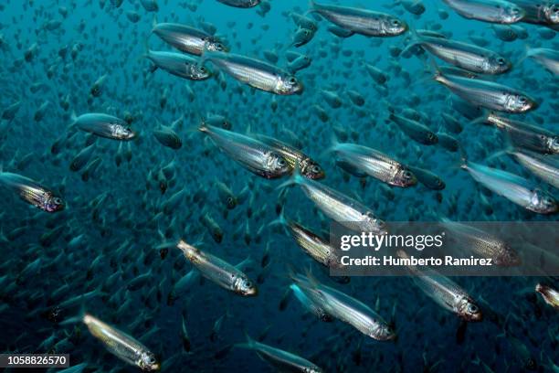 false herring school. - anchovy fotografías e imágenes de stock