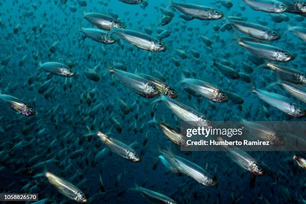 false herring school. - school vissen stockfoto's en -beelden