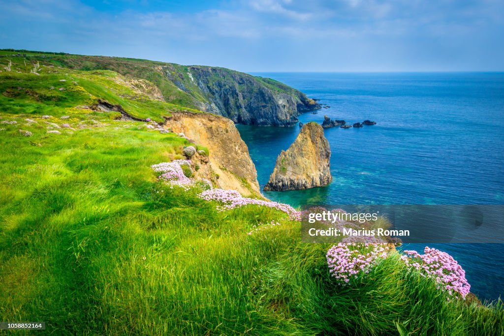 The Copper Coast Geopark, County Waterford, Ireland. Summer's Day at Cooper Coast with wild flowers and sea stack, before the storm.