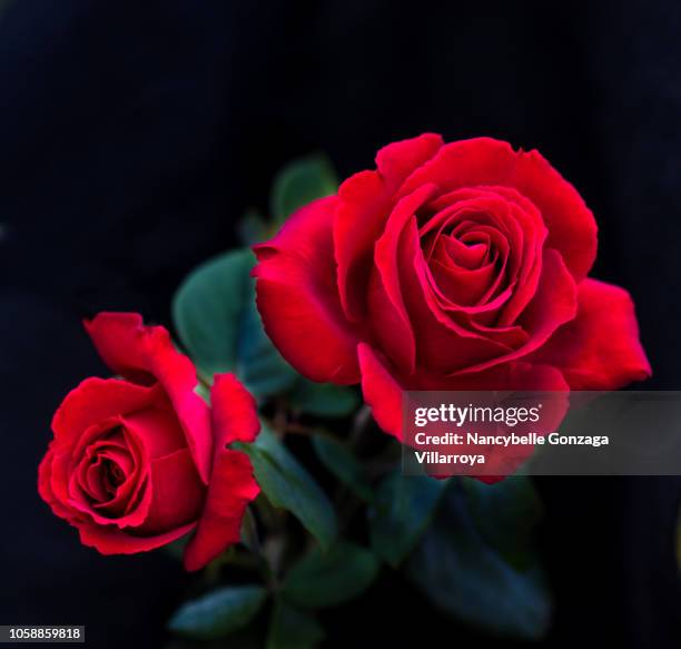 3,082 Two Red Roses Stock Photos, High-Res Pictures, and Images - Getty ...