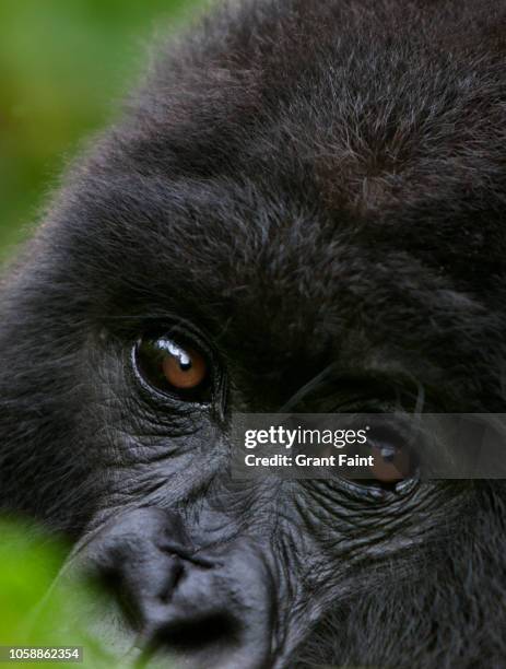 close up of young gorilla's eyes. - mountain gorilla foto e immagini stock