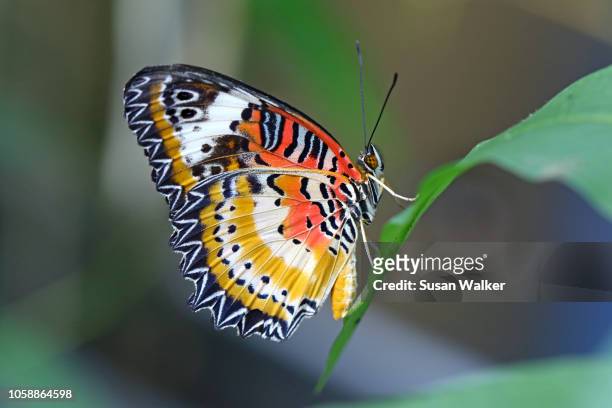 leopard lacewing (cethosia cyane) - orange butterfly stock pictures, royalty-free photos & images