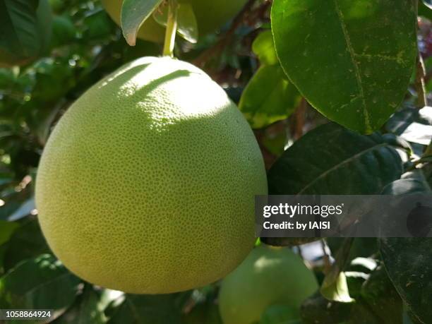 Pummel Tree 90 Sharon Plantation Stock Photos, High-Res Pictures, and Images ...