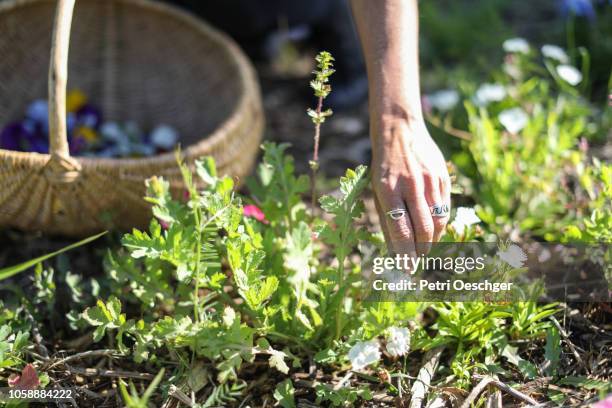 a woman foraging for edible flowers. - abundance stock pictures, royalty-free photos & images