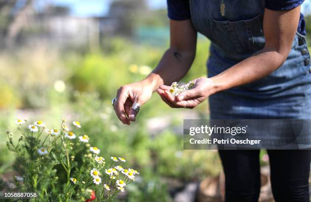 a woman foraging for edible flowers. - chamomile plant stock pictures, royalty-free photos & images