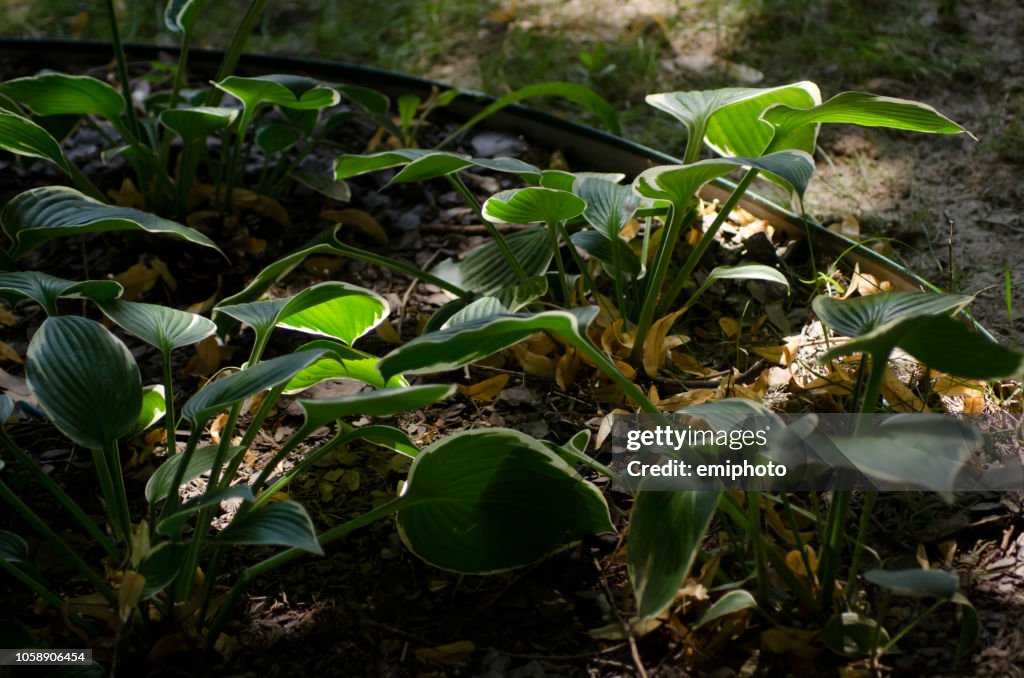 Planta enredadera de invierno aclarar por el sol, poca luz