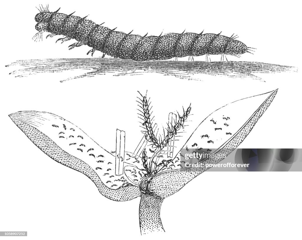 Larva of the Hessian Fly Insect - Mayetiola Destructor