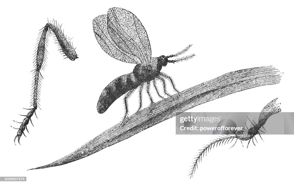 Gall Midge Fly Insect with Leg and Antenna Detail - Cecidomyiidae