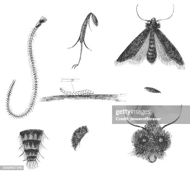 details of the tinea apicimaculella moth insect - pedipalp stock illustrations