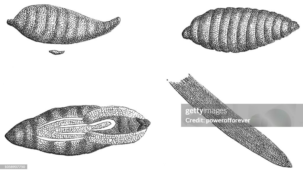 Hessian Fly Insect Larva and Pupa Stages - Mayetiola Destructor