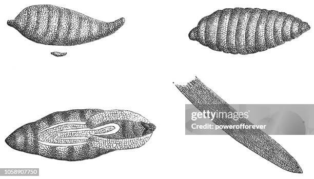 Cross Fly Insect 67 Cross Section Coitus High Res Illustrations - Getty Images