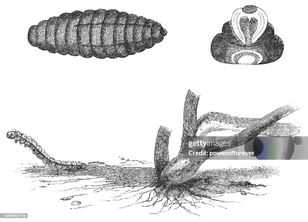 Gall Midge Fly Insect Larva and Pupa Stages - Cecidomyiidae