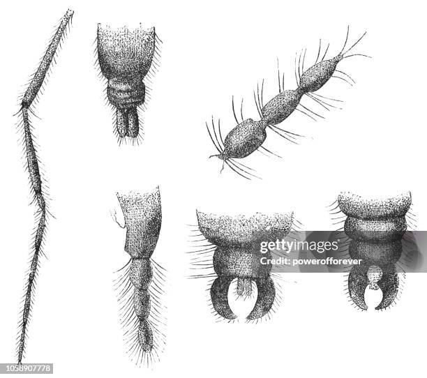 body parts of the hessian fly insect - mayetiola destructor - pedipalp stock illustrations