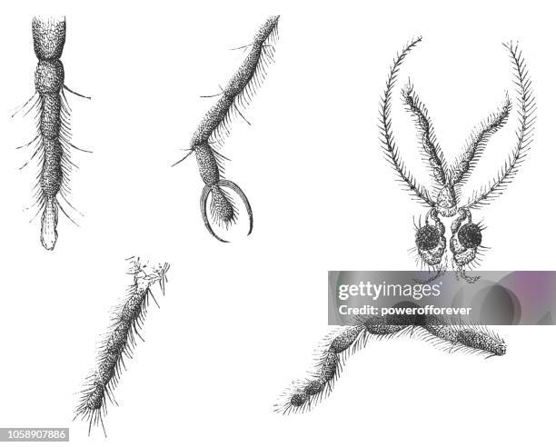 ilustrações, clipart, desenhos animados e ícones de partes do corpo do guindaste tipula voam inseto - tipulidae - articulação de animal