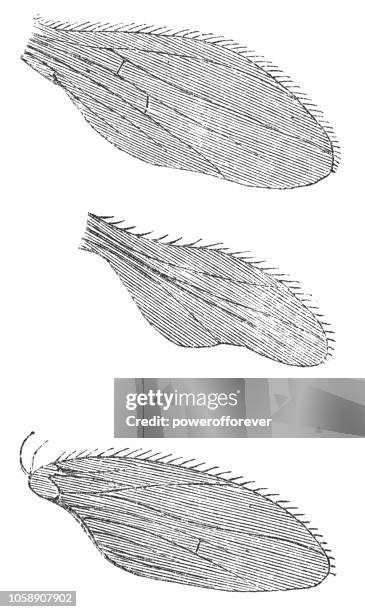 Fly Insect Arms 1,031 Insect Anatomy Stock Photos, High-Res Pictures, and Images ...