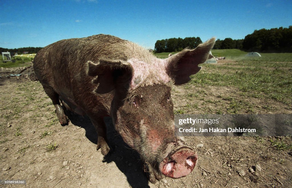 Sow pig on field